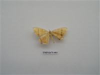 藏品(尺蛾218)的圖片